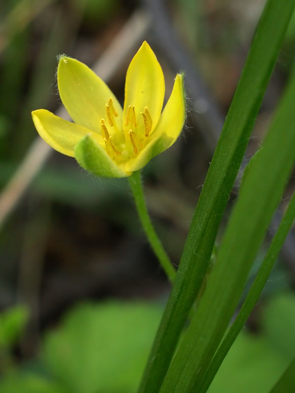 Hypoxis hirsuta