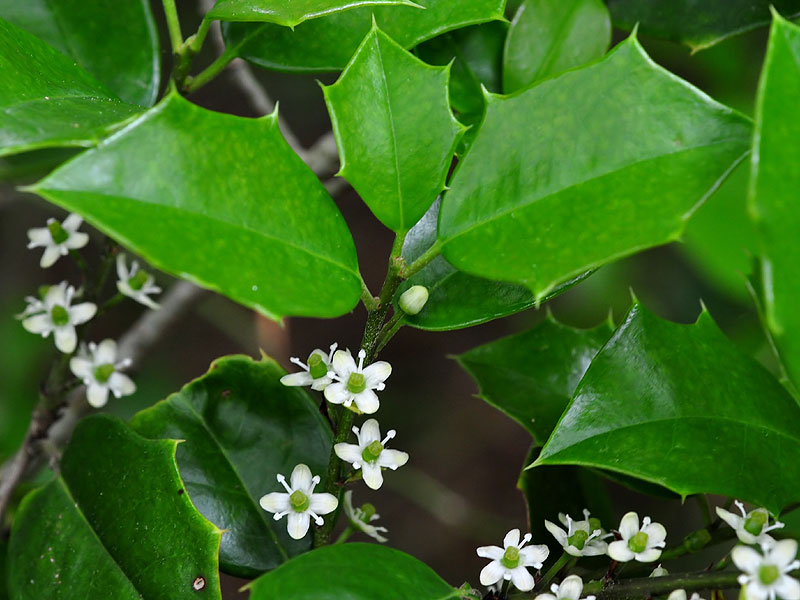 American Holly