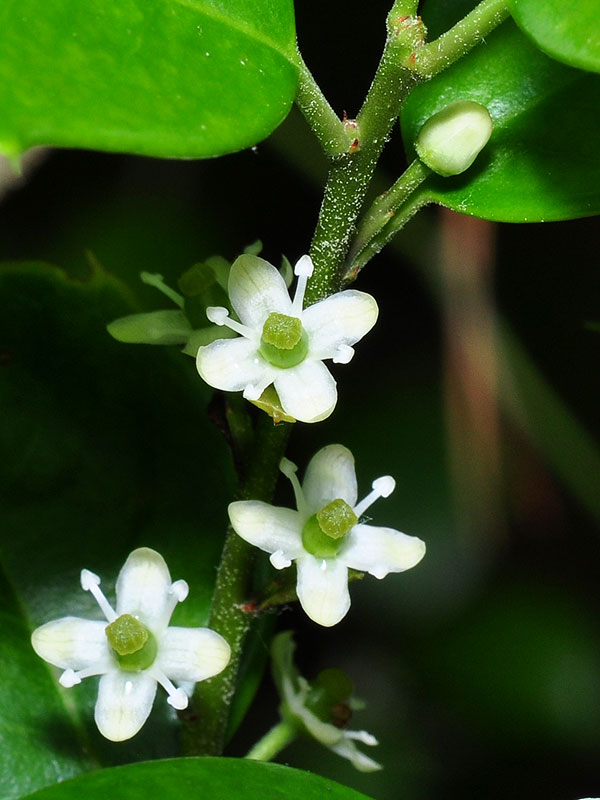 American Holly