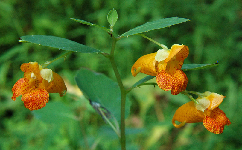 Impatiens capensis