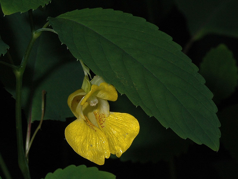 Pale Jewel-weed