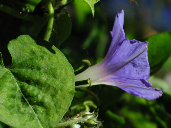 Ivy-leaf Morning-glory