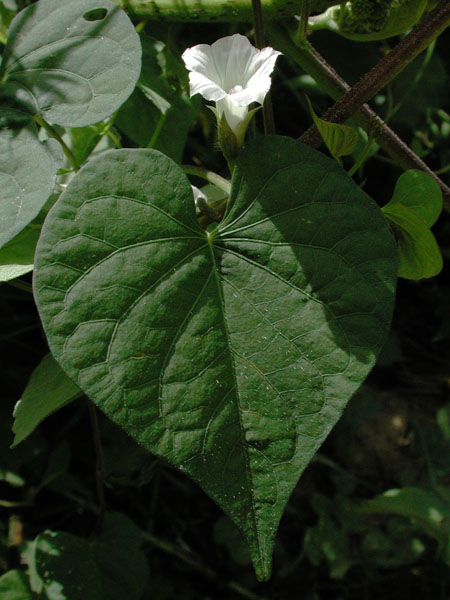 Ipomoea lacunosa