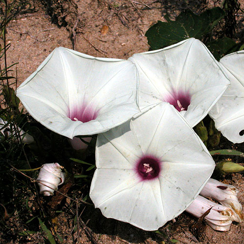 Ipomoea pandurata