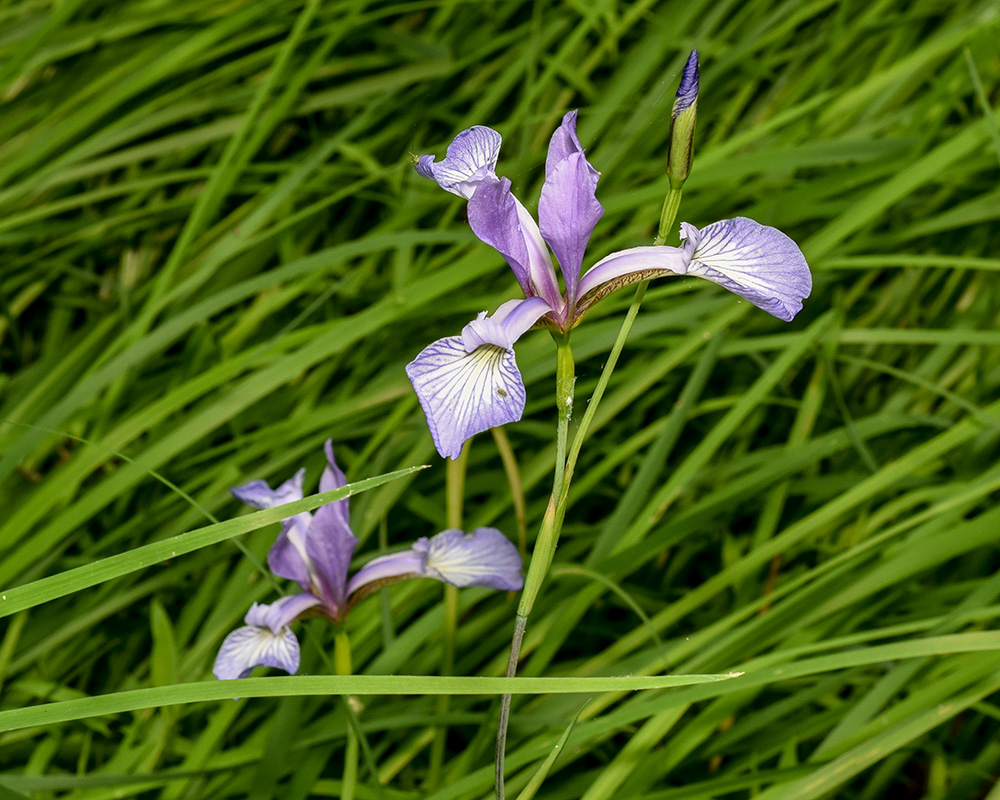 Slender Blueflag Iris