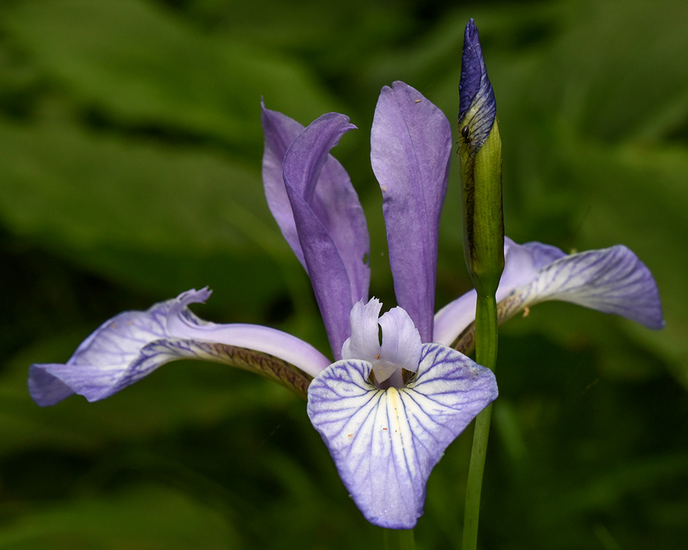 Iris prismatica