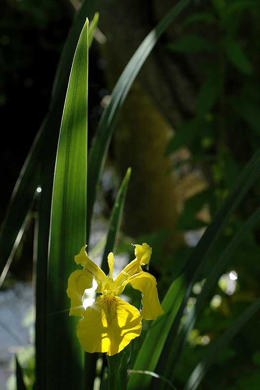 Yellow Iris