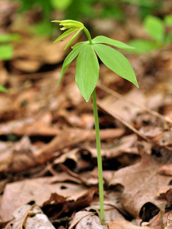 Isotria medeoloides