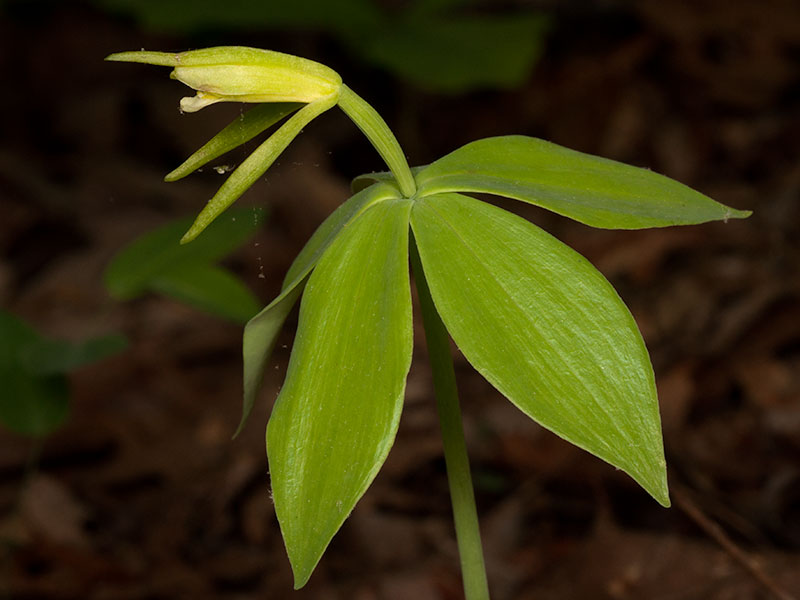 Isotria medeoloides