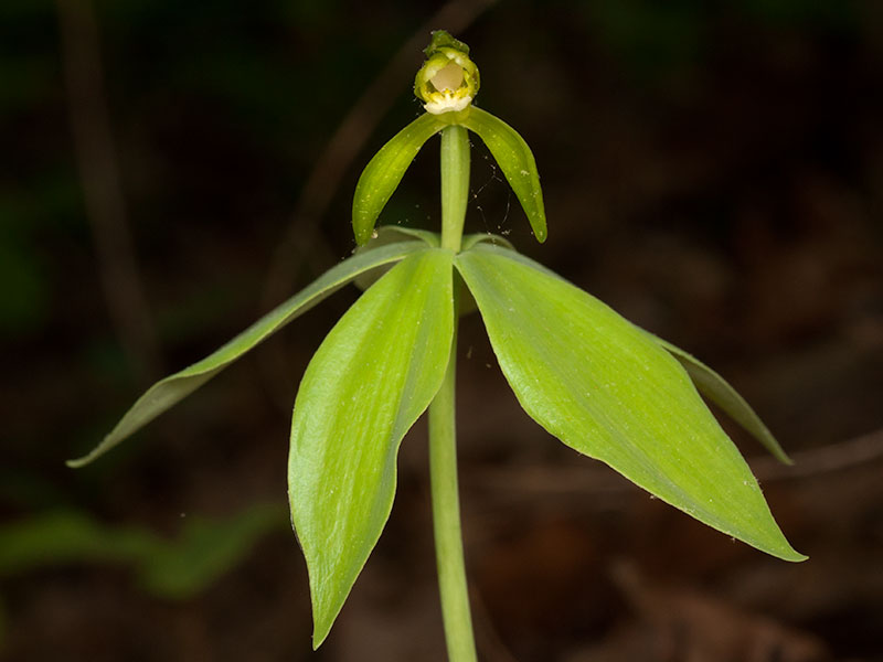 Isotria medeoloides