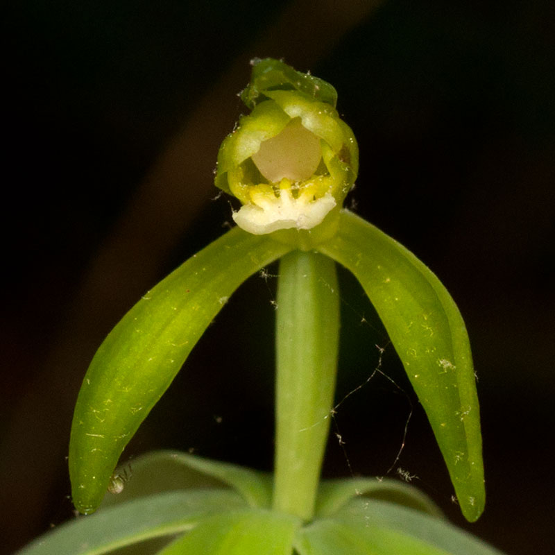 Isotria medeoloides