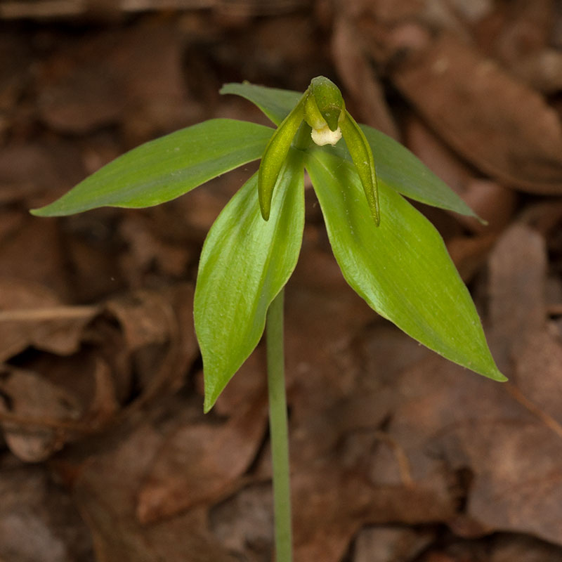 Isotria medeoloides