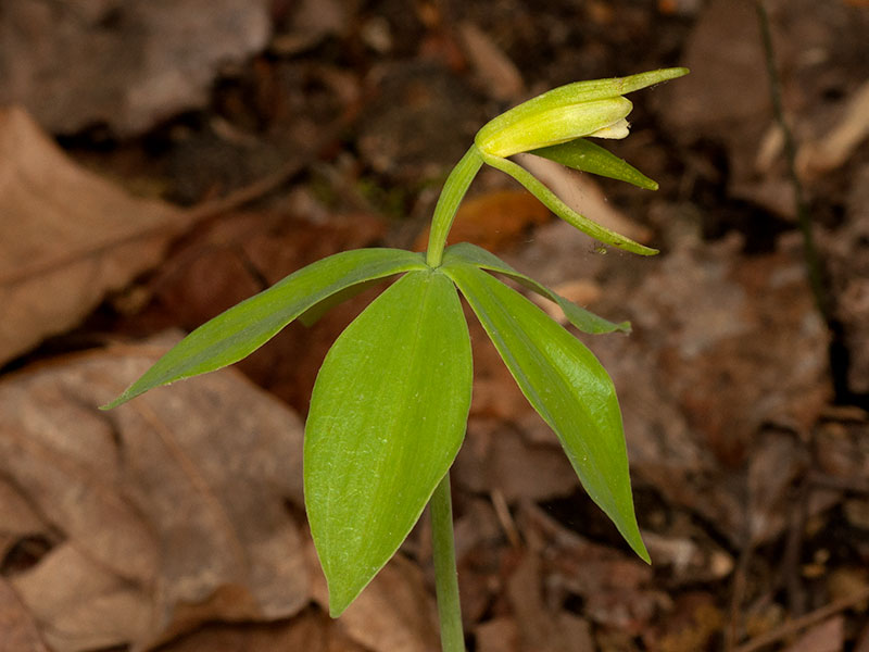 Isotria medeoloides