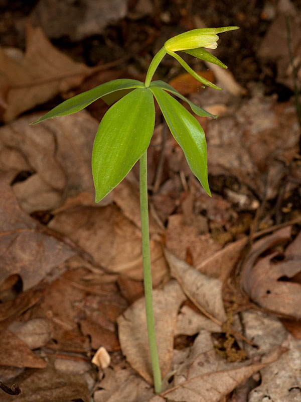 Isotria medeoloides