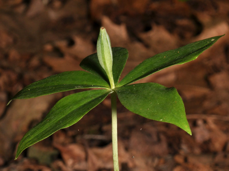 Isotria medeoloides