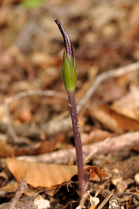 Isotria verticillata