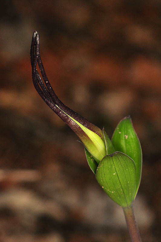 Isotria verticillata