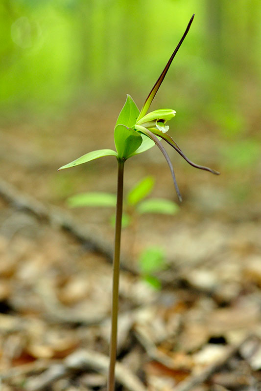 Isotria verticillata