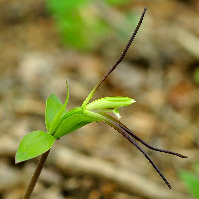 Isotria verticillata