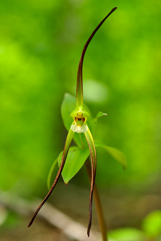 Isotria verticillata