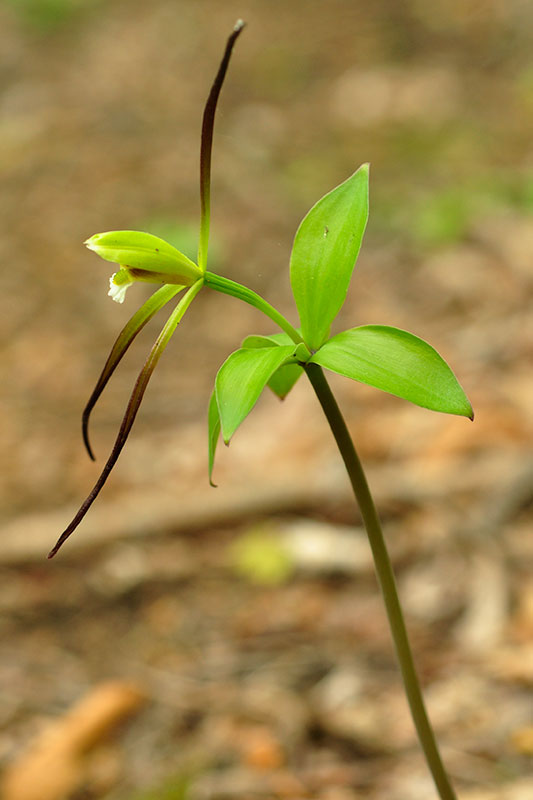 Isotria verticillata