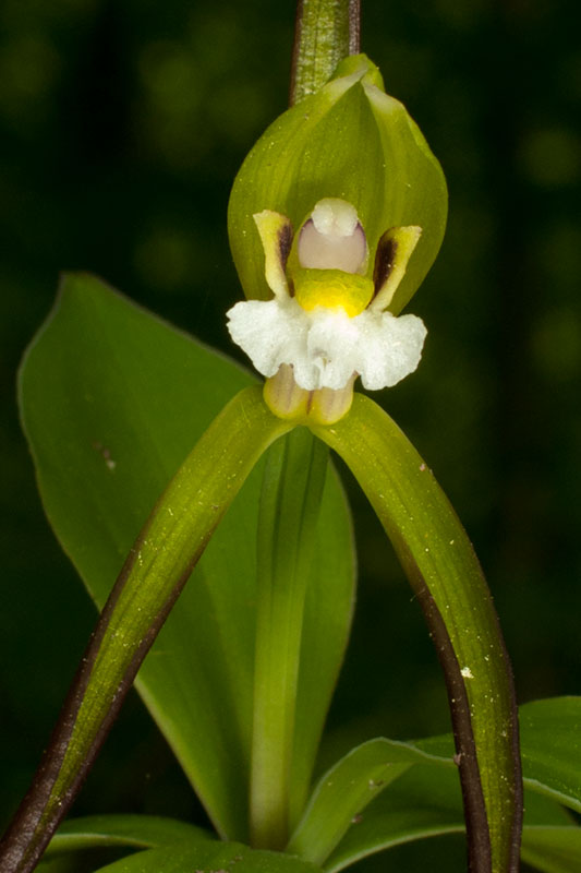 Large Whorled Pogonia