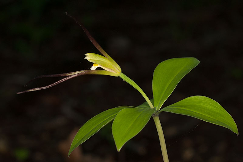 Isotria verticillata