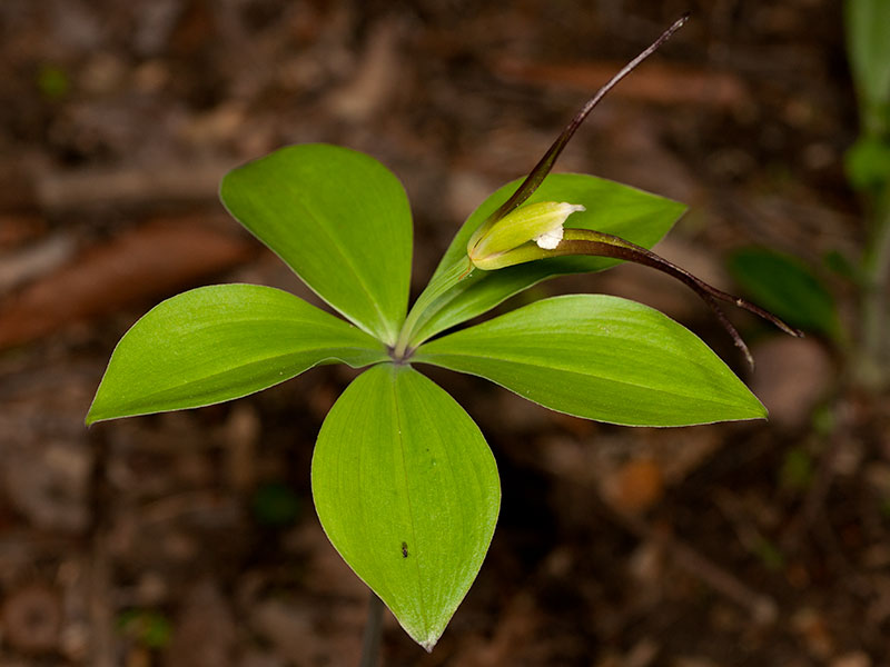 Isotria verticillata