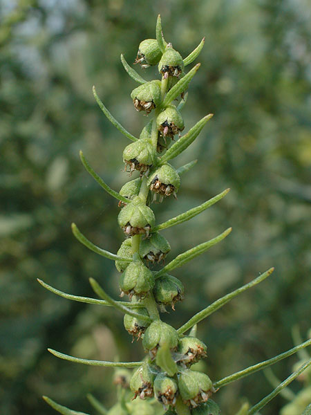 Northern Marsh Elder