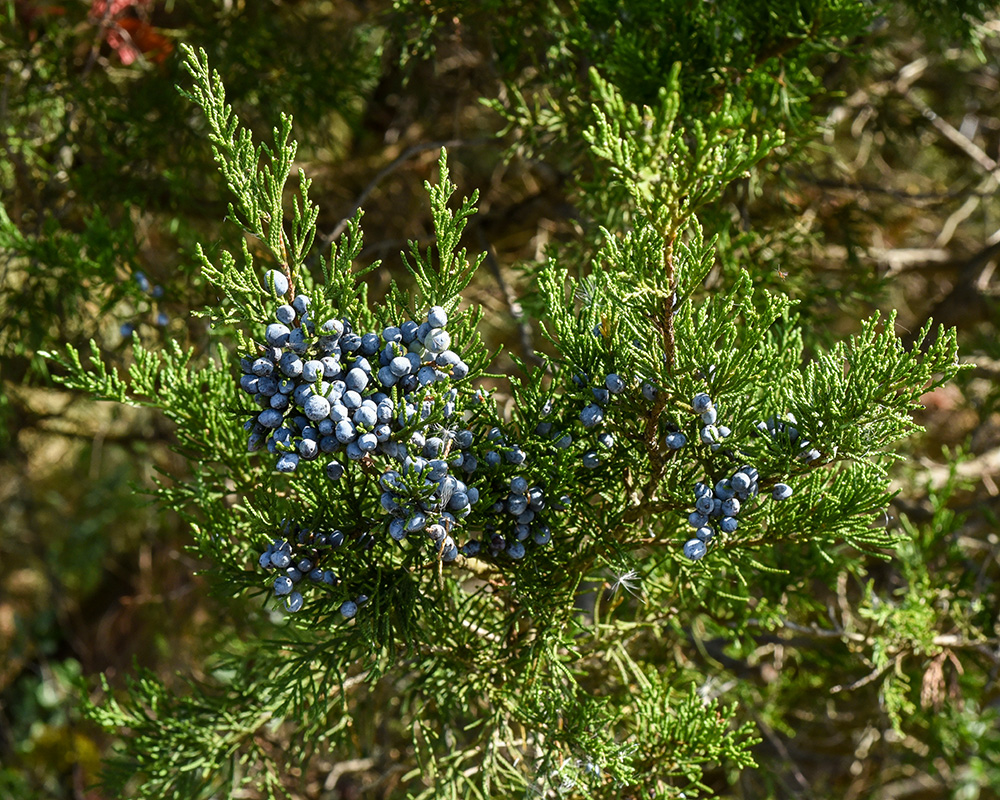 Juniperus virginiana