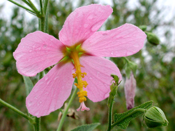 Sea-shore Mallow