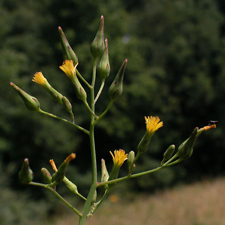 Lactuca canadensis