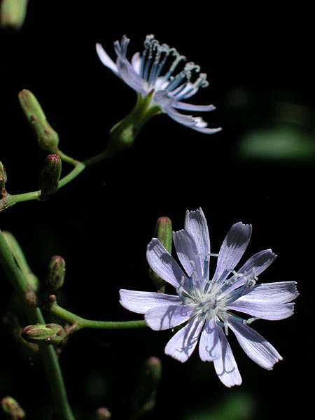 Lactuca floridana