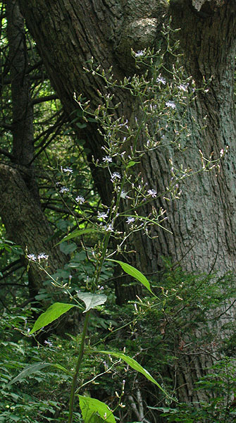 Lactuca floridana