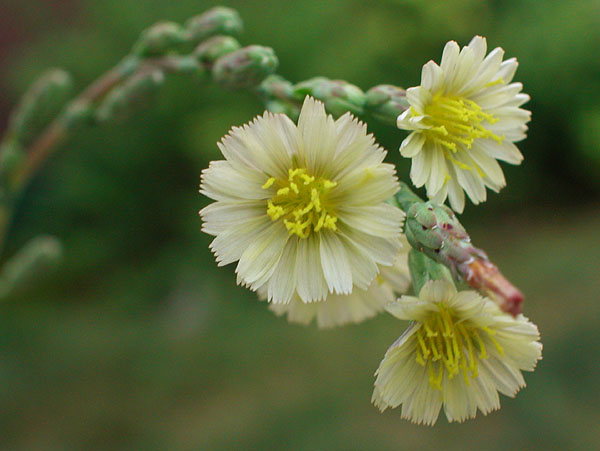 Prickly Lettuce