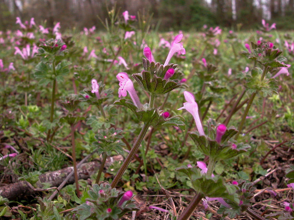 Lamium amplexicaule