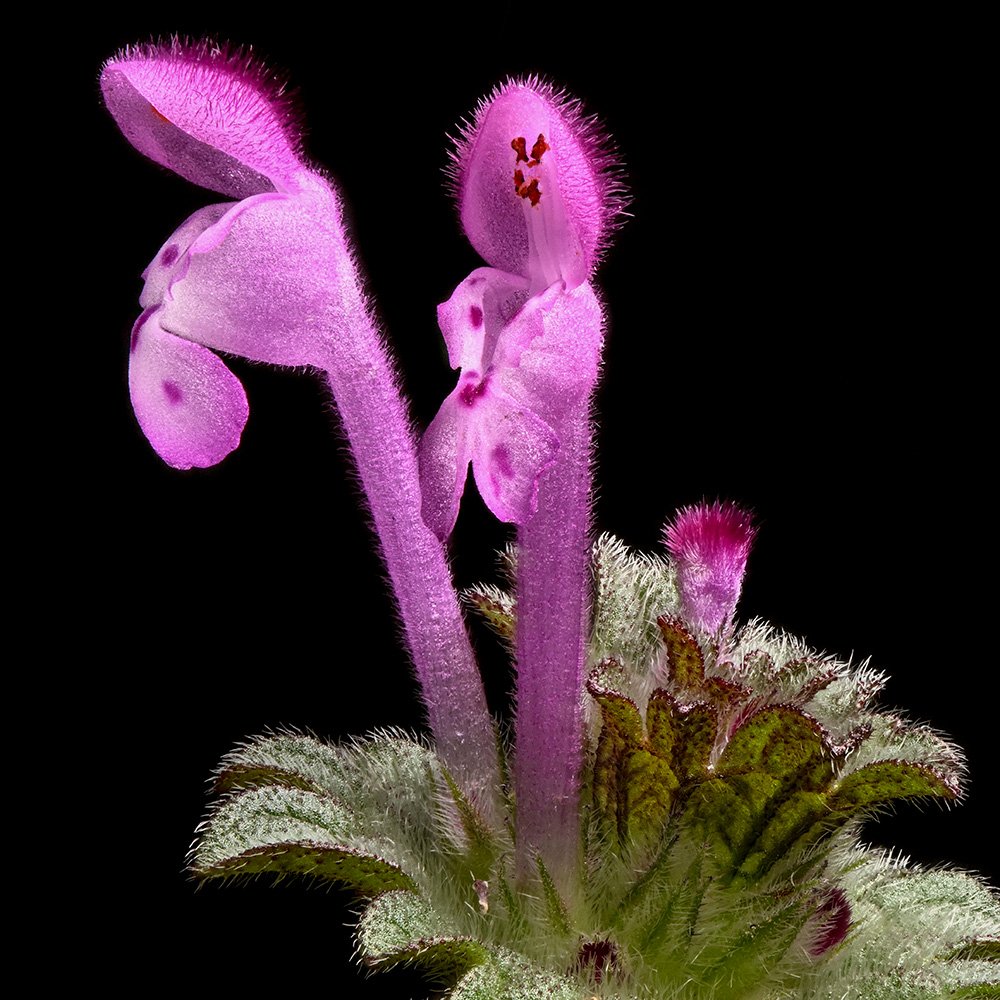 Clasping Deadnettle