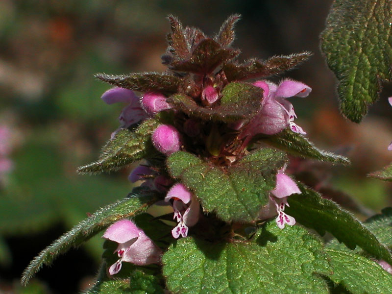 Lamium purpureum