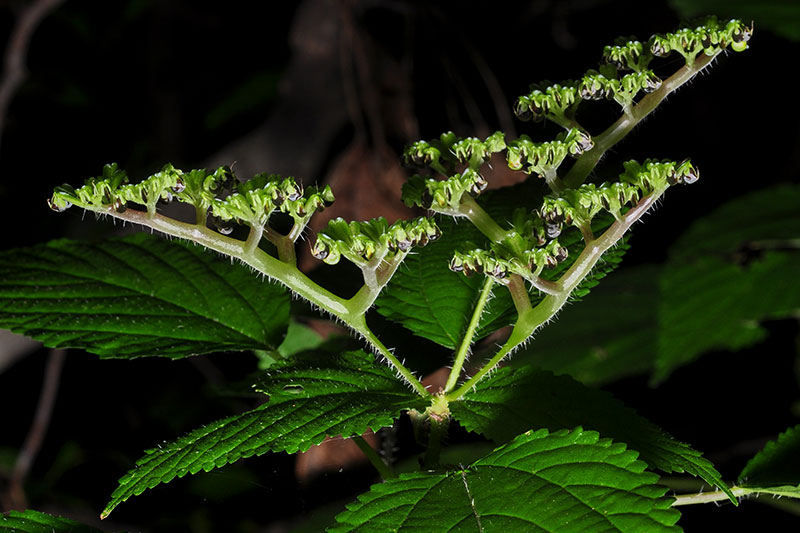 Canada Wood-nettle