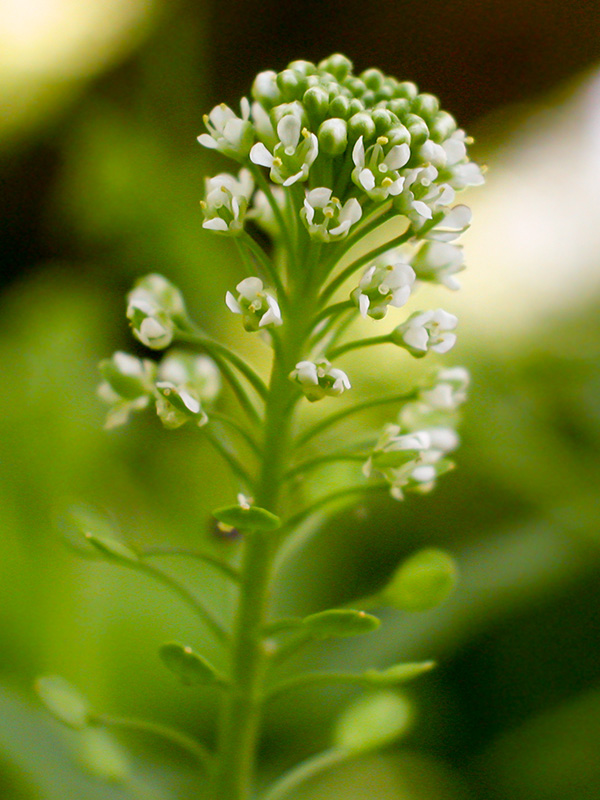 Lepidium virginicum subsp. virginicum