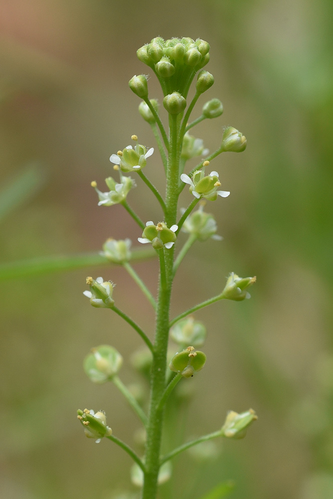 Lepidium virginicum subsp. virginicum