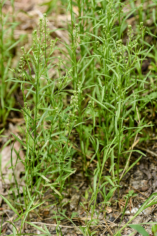 <i>Lepidium virginicum </i>subsp. <i>virginicum</i>