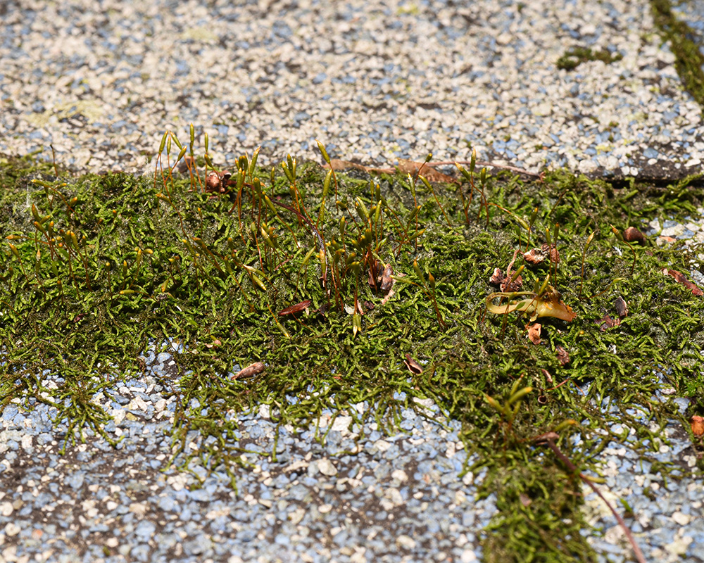 <i>Leskea gracilescens</i>