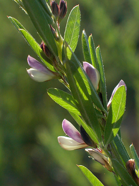 Lespedeza cuneata