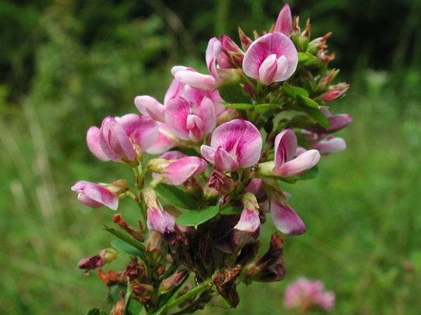 Lespedeza violacea