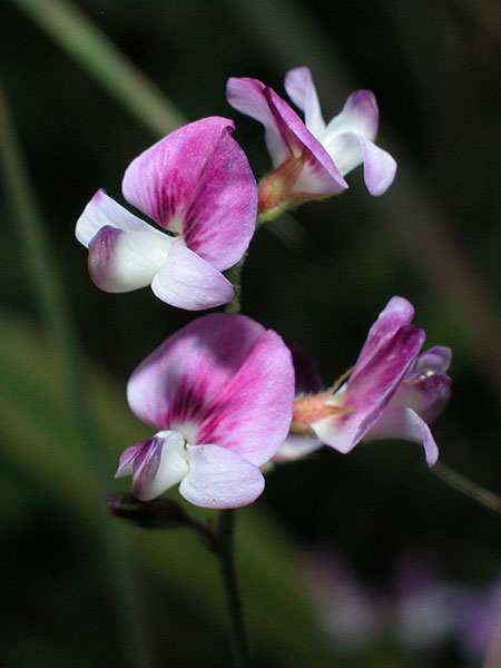 Lespedeza procumbens