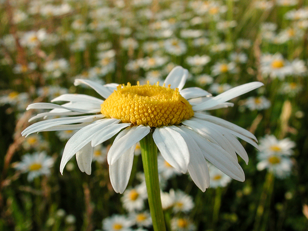 Oxeye Daisy