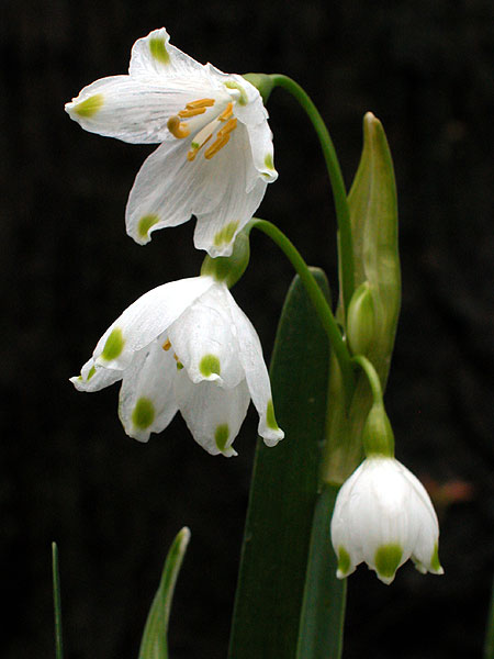 Summer Snowflake