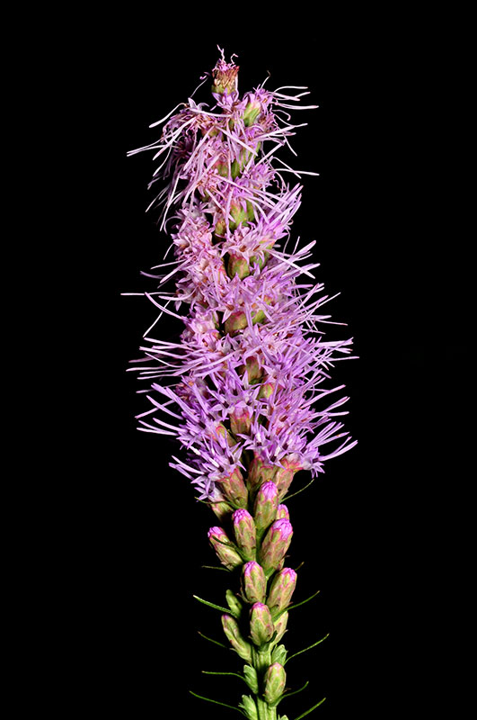 Liatris spicata var. spicata