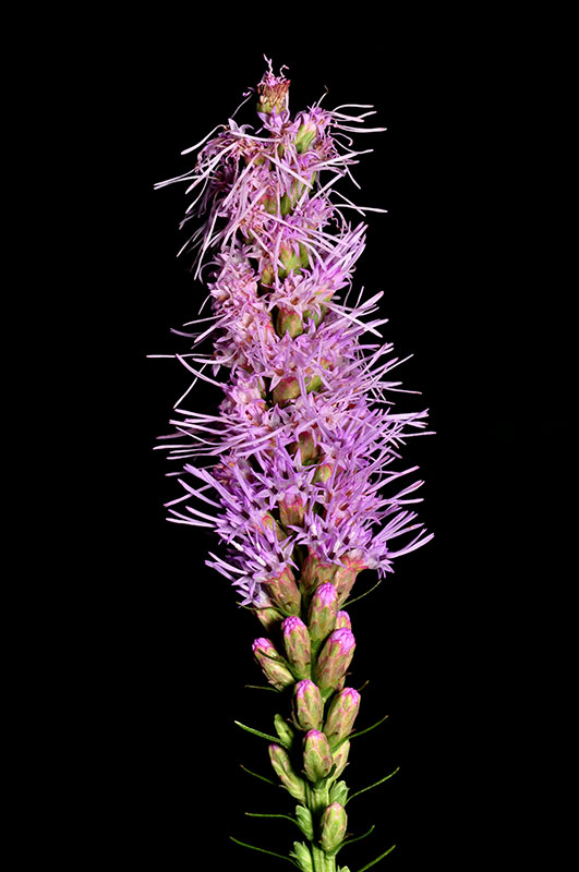 Liatris spicata var. spicata